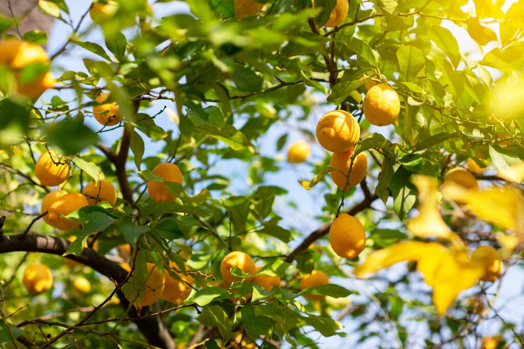 Lemon tree with ripe fruits. Branch of fresh ripe lemons with leaves in sun beams. Mediterranean citrus grove Lemon tree with ripe fruits. Branch of fresh ripe lemons with leaves in sun beams. Mediterranean citrus grove